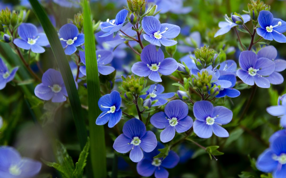 Ramito de violetas